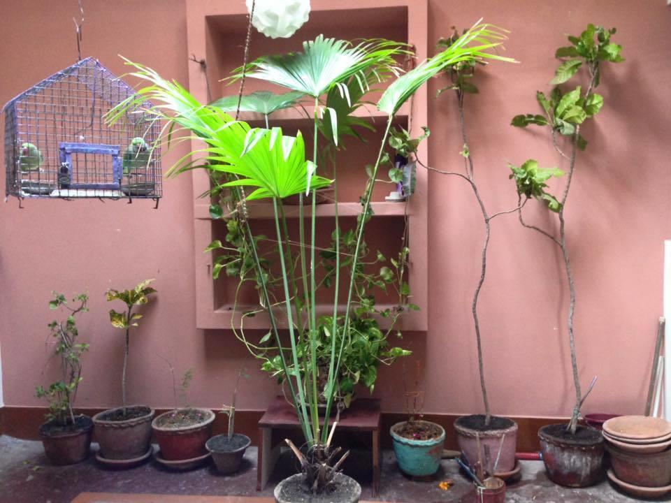 Paradise Inn Guest House Varanasi Luaran gambar